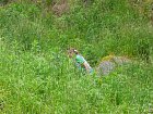mcr11/fialovi/P1430051.JPG