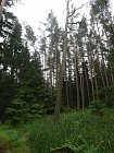 mcr11/fialovi/P1430099.JPG